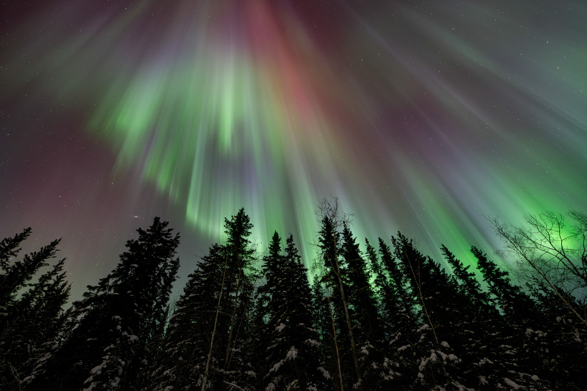 Aurora curtains and needles above trees in Alaska