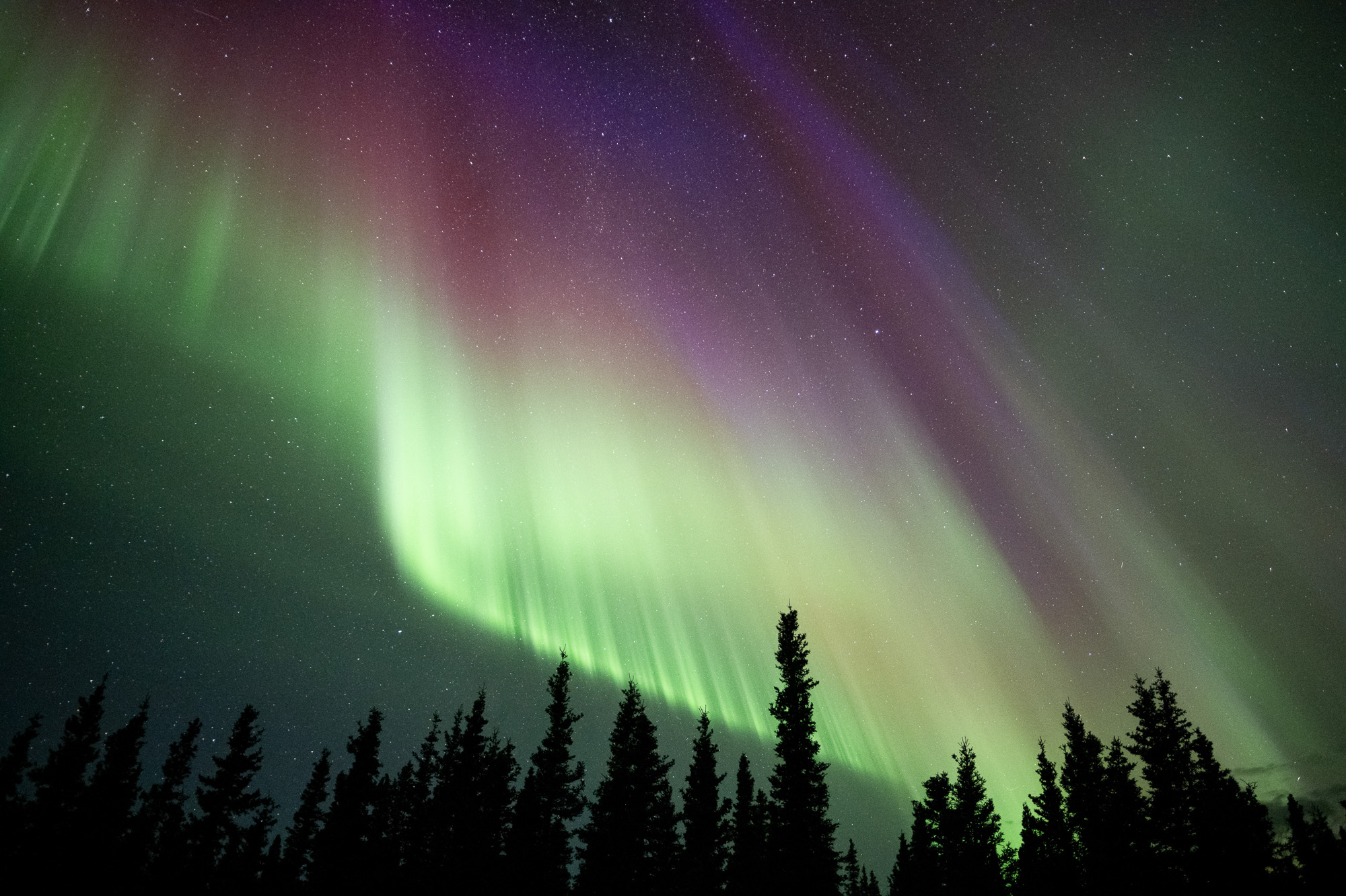 Aurora curtains above trees in Alaska