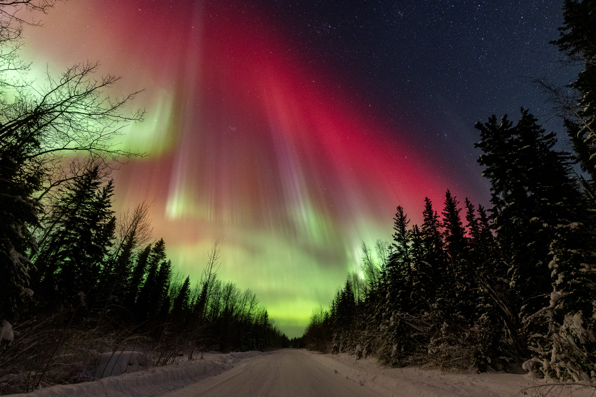 Aurora curtains above trees in Alaska
