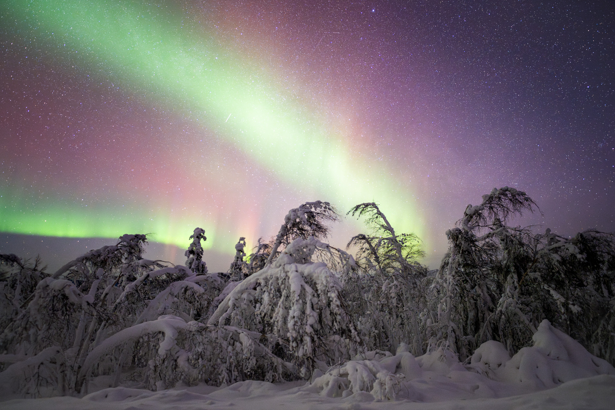 Aurora over snowy trees in Alaska
